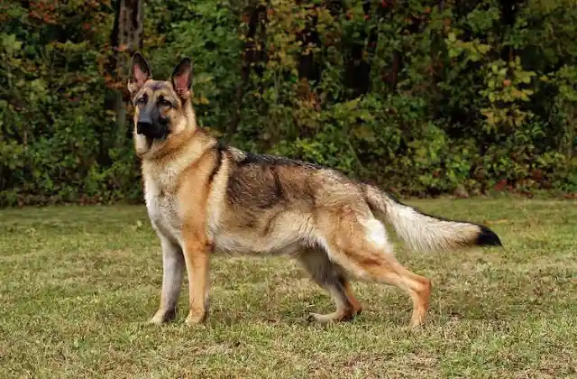 German Shepherd – $5,100