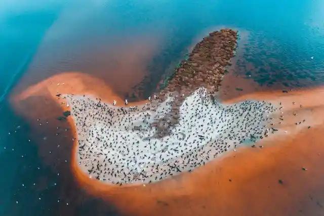 Bird Island In Australia