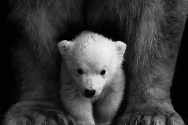 White-furred bear cub