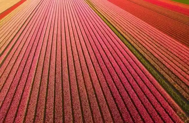 Holland’s Tulip Fields