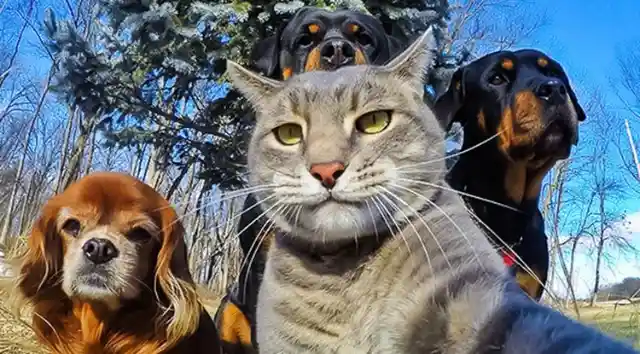 These Animals Look Like They’re Dropping The Hottest Album Of The Year