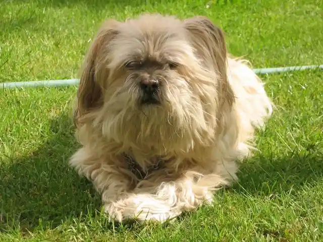 Lhasa Apso