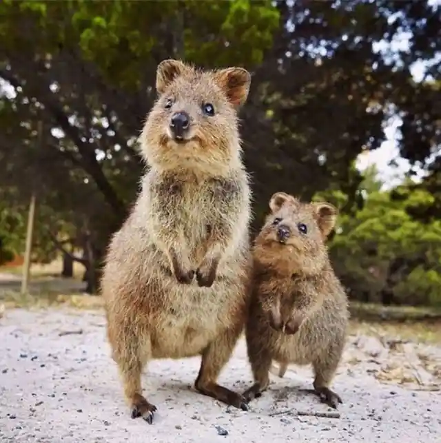 Baby Quokka!