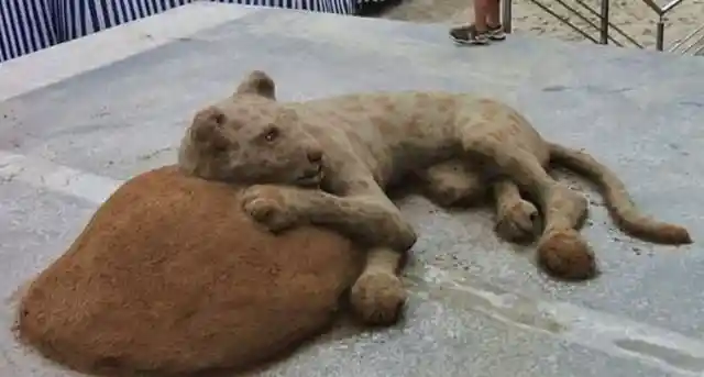 This Artist Makes Animals From Sand, And You Just Have To See It