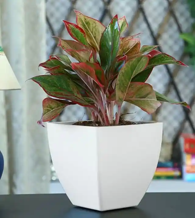 Red Aglaonema