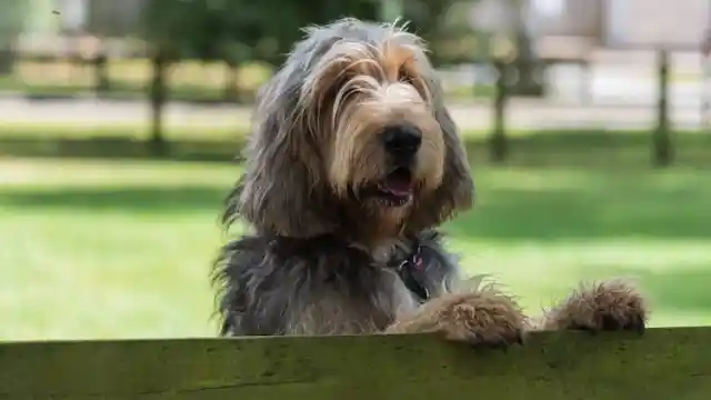 Otterhound