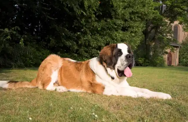 Saint Bernard – $1,500