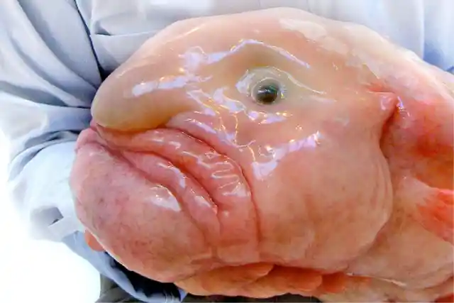 Blobfish