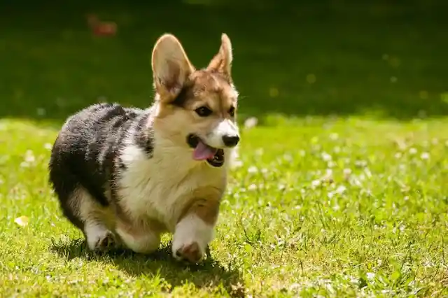 Welsh Corgi Pembroke