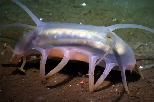 Sea Pig