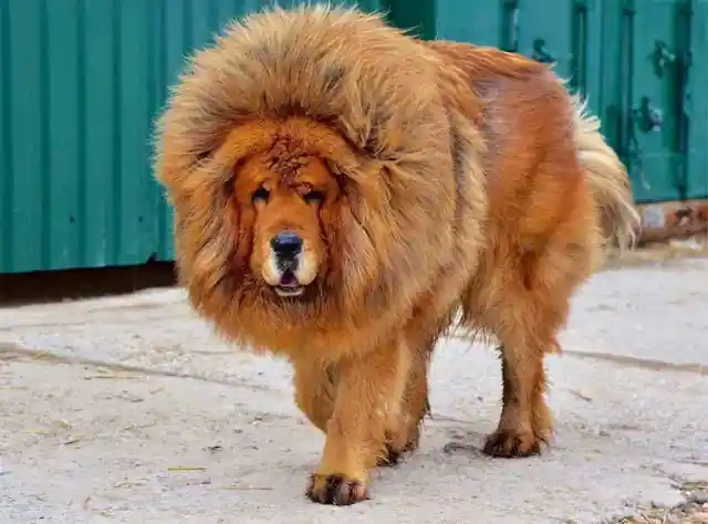 Tibetan Mastiff – $4,000