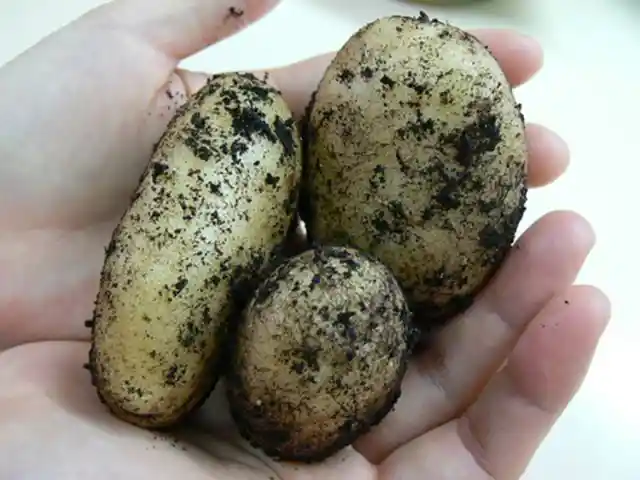 How Potatoes Became Popular