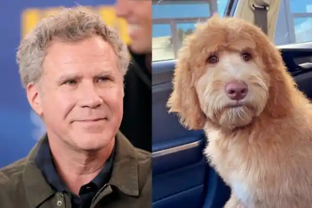 Dogs That Could Be Twins With Celebrities