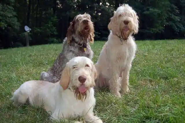 Spinone Italiano – $1,500