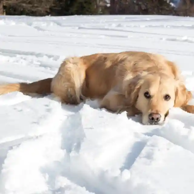 The Floppy Tongue