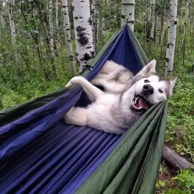 Camping Doggie Style