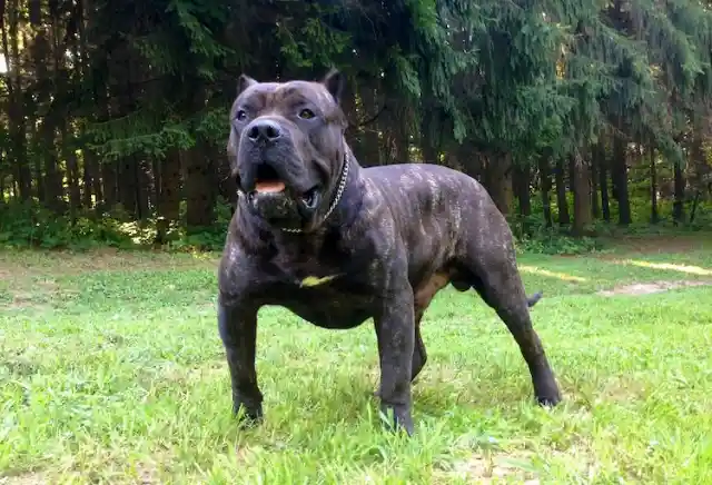 Perro de Presa Canario – $4,150