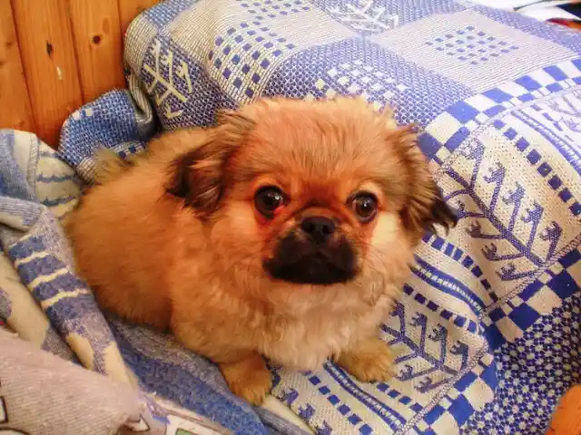 Pekingese