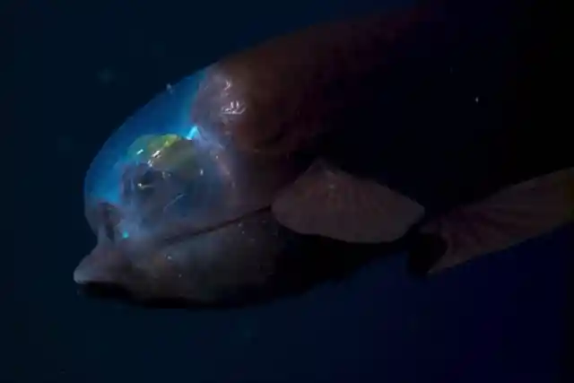 Barreleye