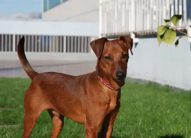 Miniature Pinscher