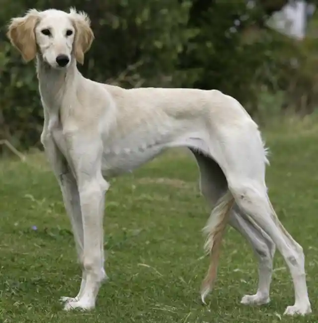 14. The Saluki