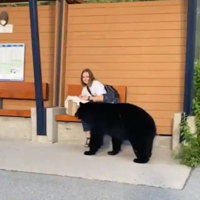 Woman Follows Bear into the Forest After It Unexpectedly Approaches Her at Bus Stop