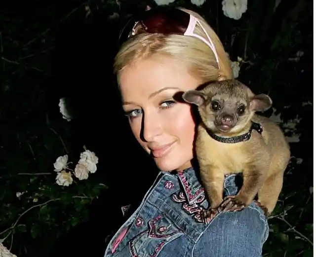 Paris Hilton’s Kinkajou