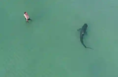 Shark Near Man