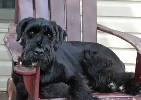 Giant Schnauzer – $3,000