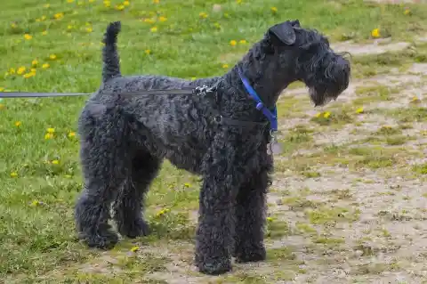 Black Russian Terrier – $5,000