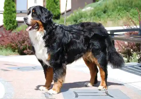 Bernese Mountain Dog – $3,000