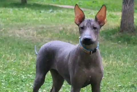 Xoloitzcuintli