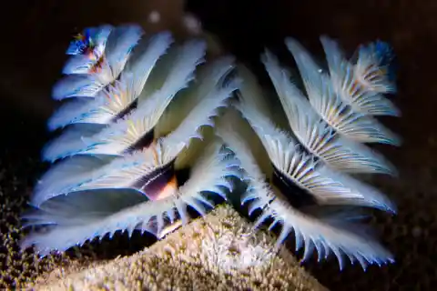 Christmas Tree Worms