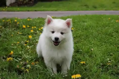 American Eskimo Toy