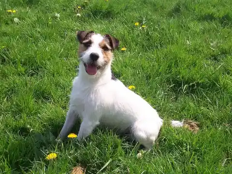 Jack Russell Terrier