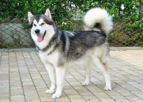 Alaskan Malamute – $4,000