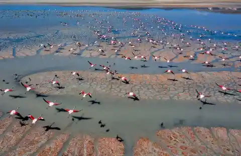 Flock Of Flamingos