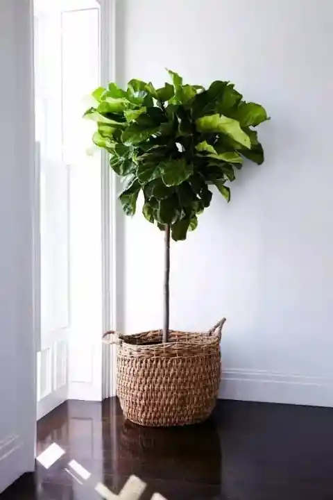 Fiddle Leaf Fig