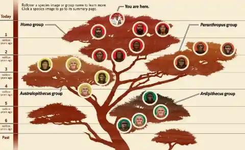 There Were Many Species Of Early Humans