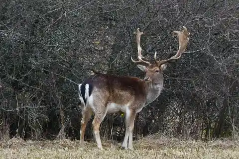 Maine: Moose