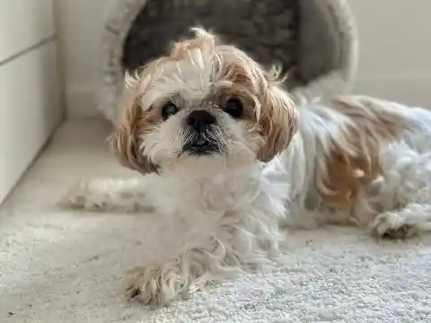 Shih Tzu