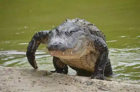 Alabama: Cottonmouth Snake