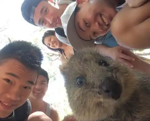 Protect the Quokkas