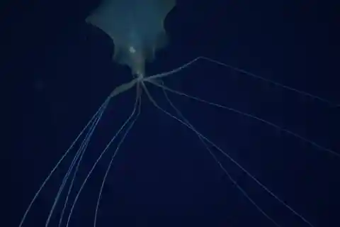 Bigfin Squid