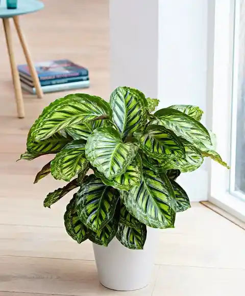 Calathea