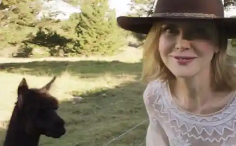 Nicole Kidman’s Alpacas