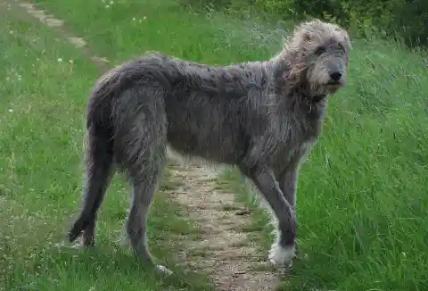 Irish Wolfhound – $3,000