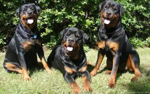 Rottweiler – $6,300