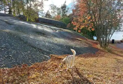 Leash Measurers