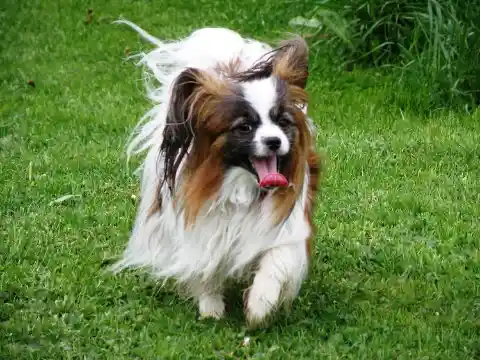 Japanese Spaniel